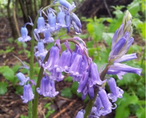 Bluebells