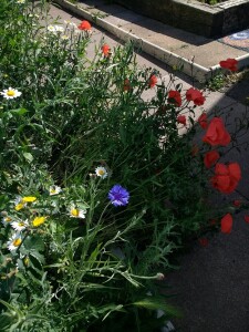 Wildflowers