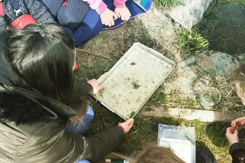 Pond-dipping-jpg (1)